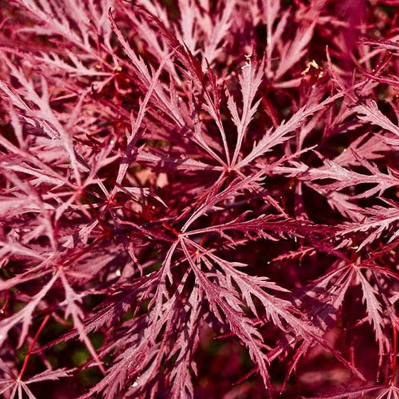 Acer Palmatum &