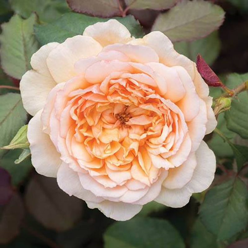 Old English Shrub Rose Collection x 5 Bare Root Bushes