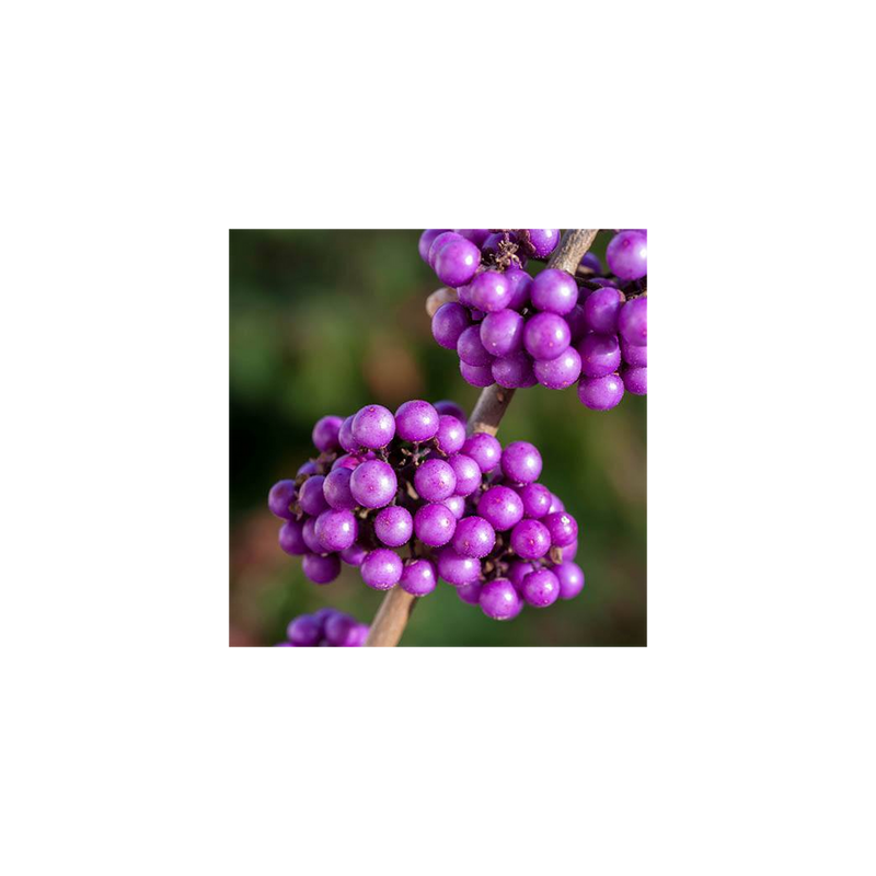 Callicarpa &