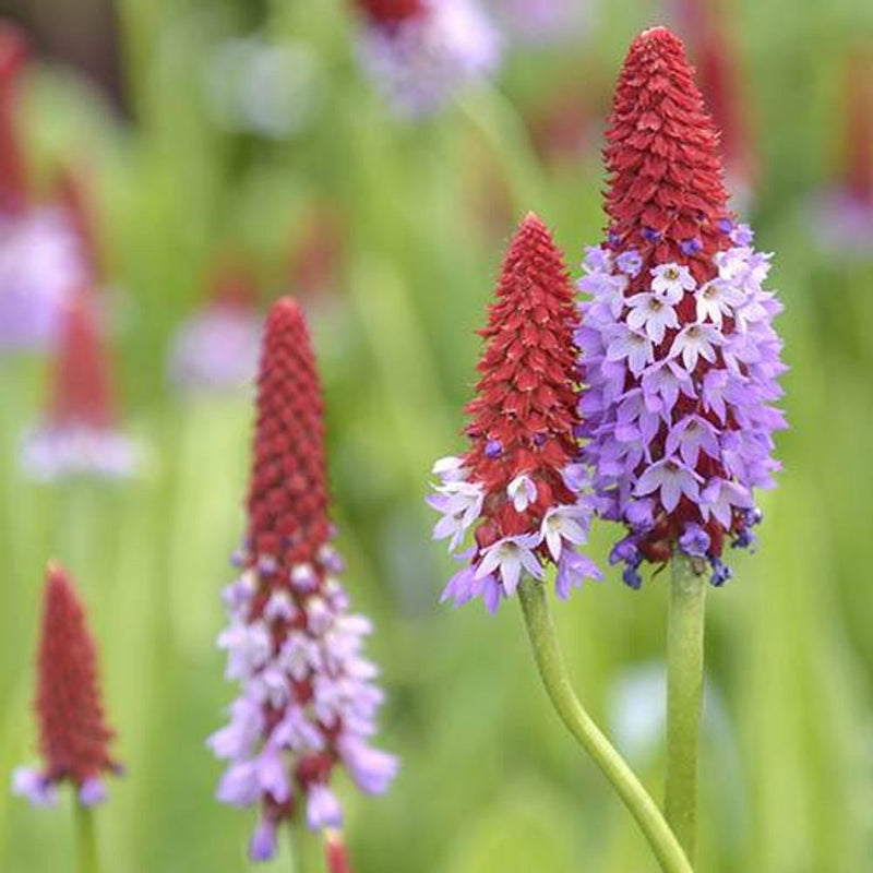 Primula Vialii &