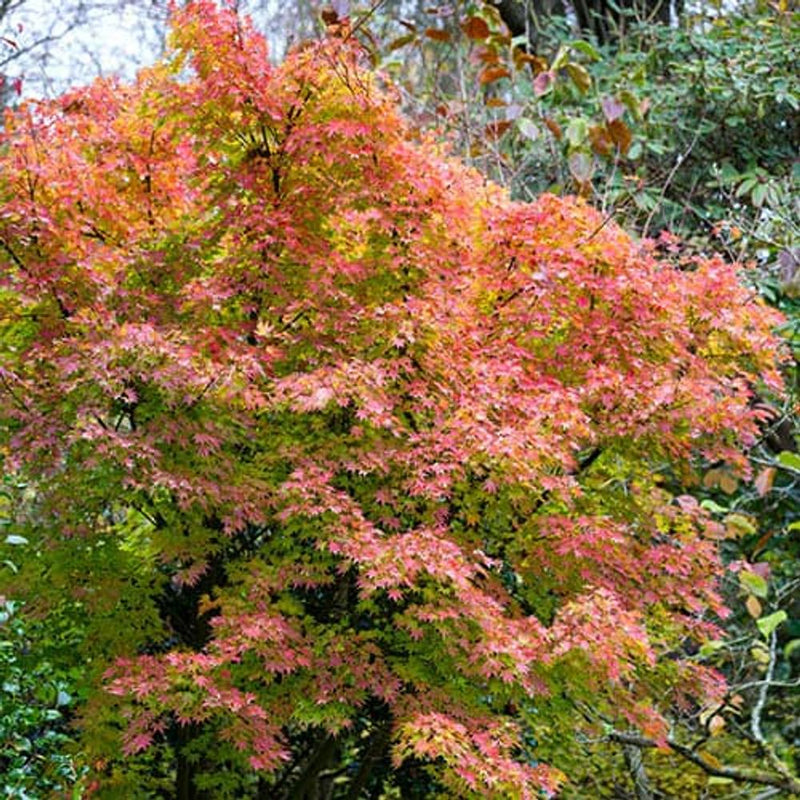 Acer palmatum Orange Dream in 3L Pot