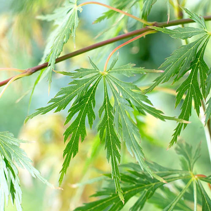 Acer Palmatum &