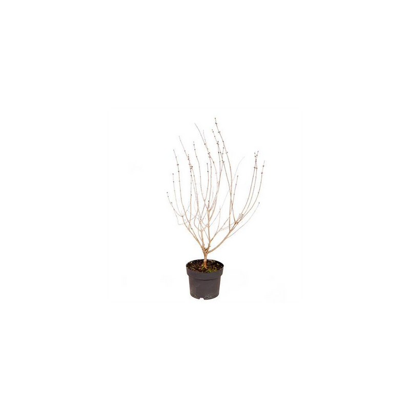 Syringa &