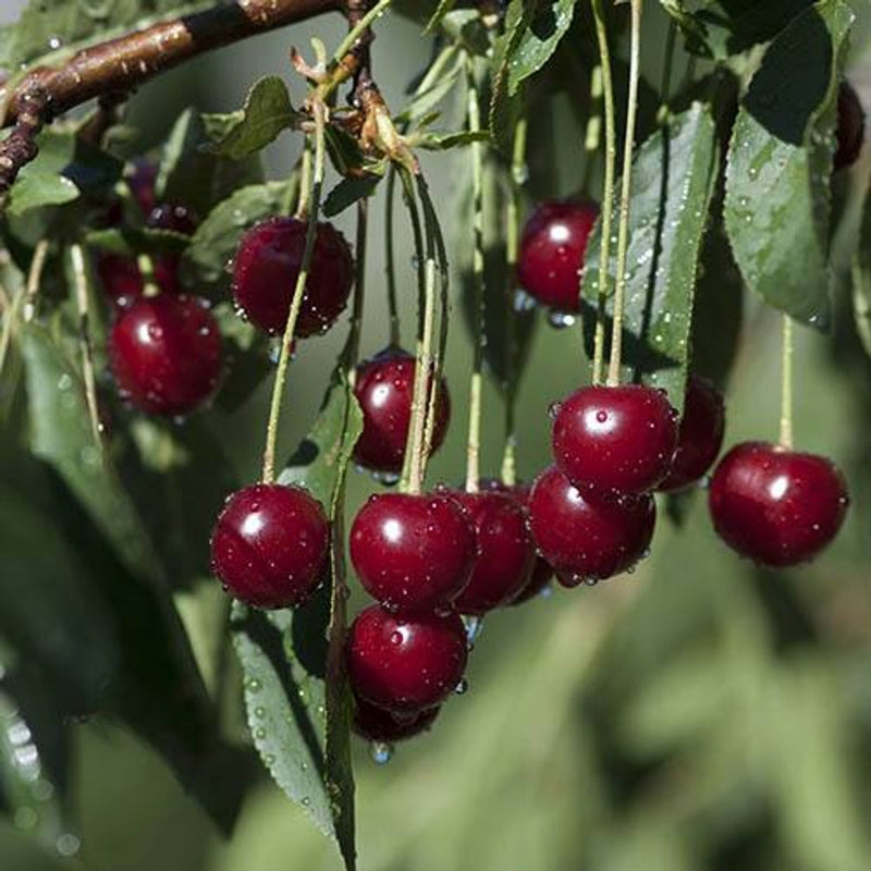 Cherry Bush &