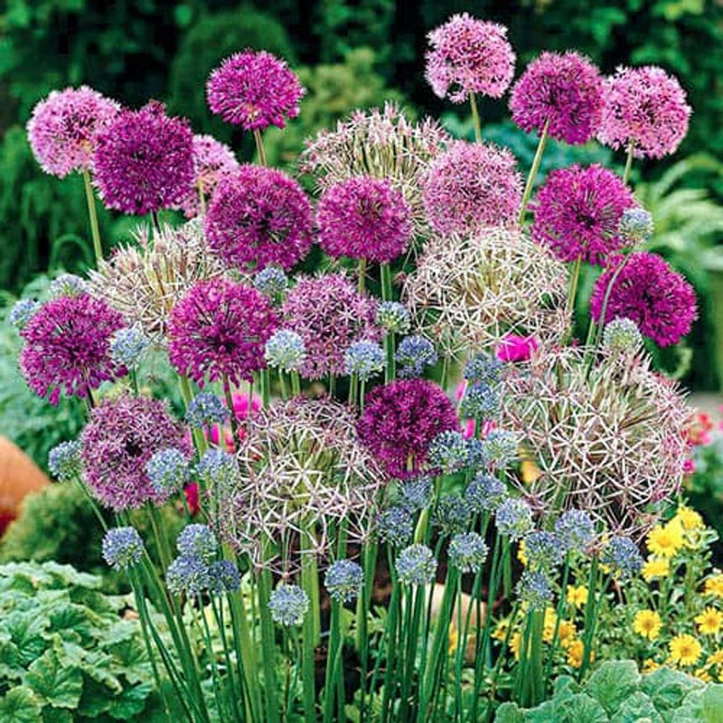 Allium Collection Bulbs x100