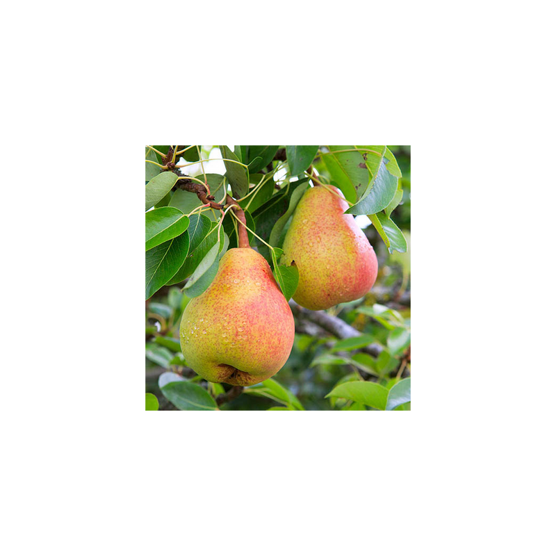 Duo Fruit Pear Tree