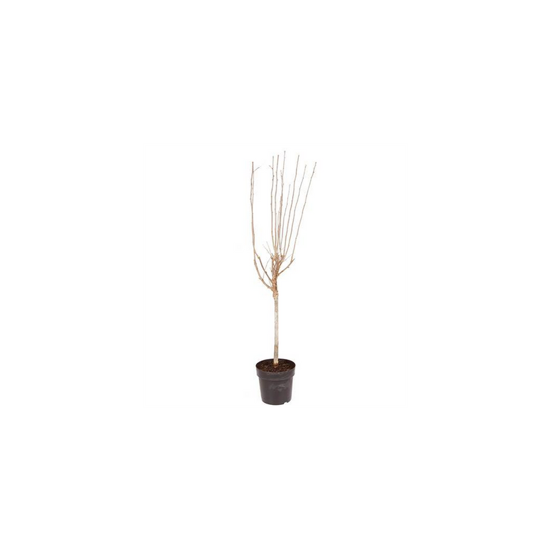 Standard Hibiscus Marina Blue