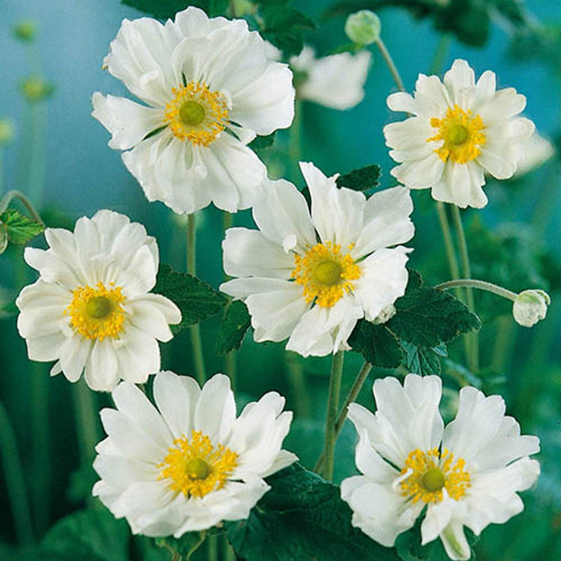 Hardy Japanese Anemone Collection x 3 Plants in 9cm Pots
