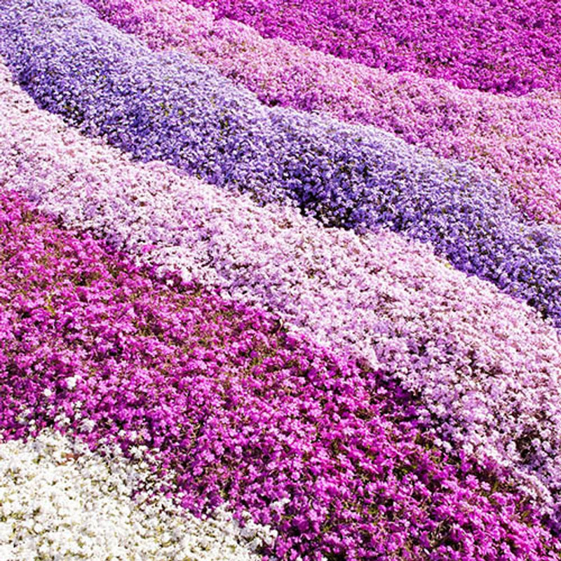 Creeping Phlox Subulata Collection x 12  Plug Plants