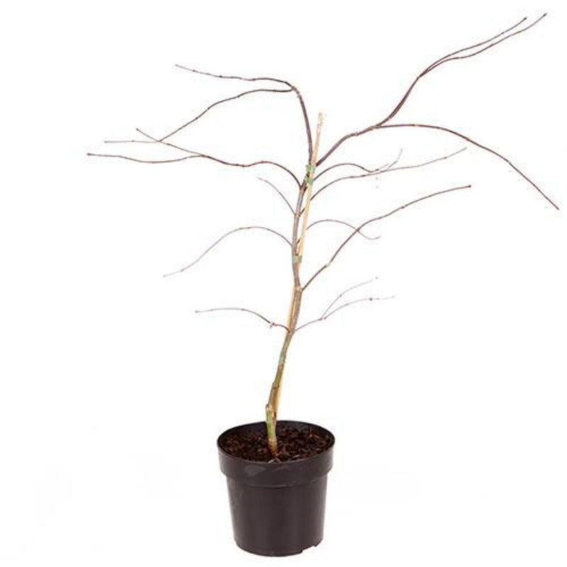 Acer Palmatum &