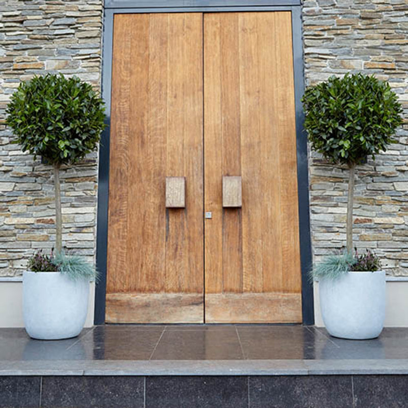 Pair of Standard Bay Trees 70-80cm tall