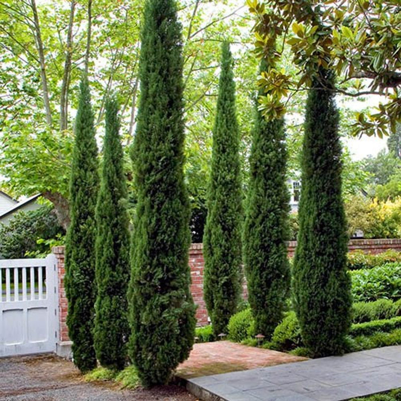 Pair of Italian Cypress Trees 1.2-1.4m Tall
