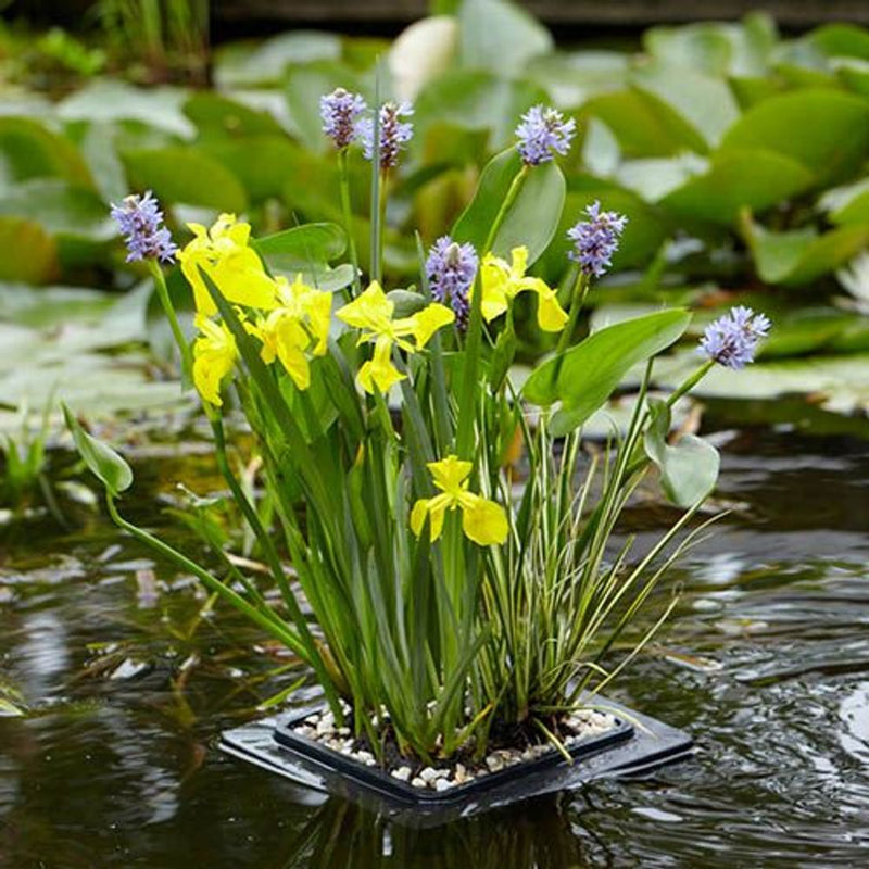 Floating Pond Plant Raft Kit