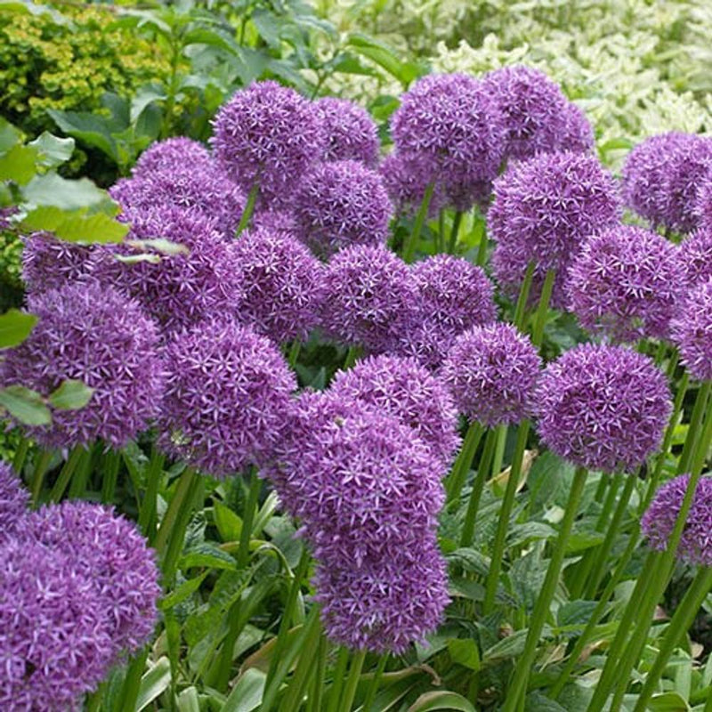 Outdoor Allium Planter Bucket