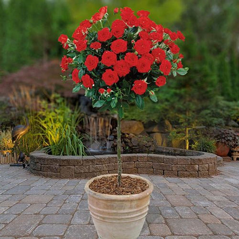 Patio Standard Rose Collection x 4 Bushes