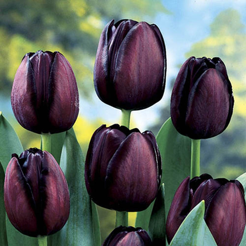 Outdoor Metal Tulip Planter