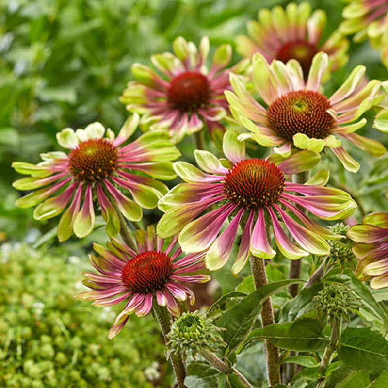 Echinacea Green Twister x 3 Plants in 9cm Pots