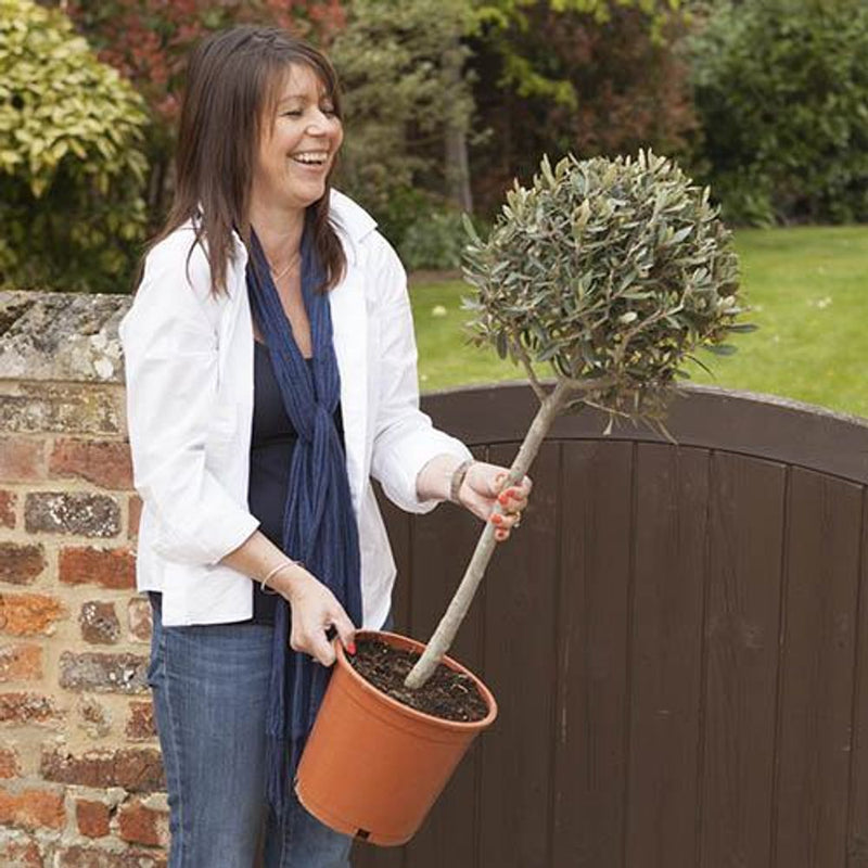 Olive Tree Standard 80cm tall 18cm Pot