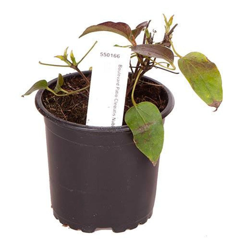 Clematis Patio Nubia Boulevard 10.5cm Pot