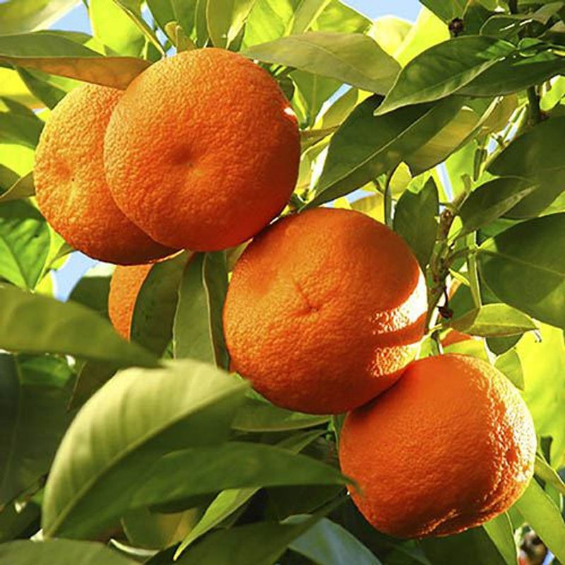 Pair of Large Citrus Trees in 6.5L Pots with Citrus Feed