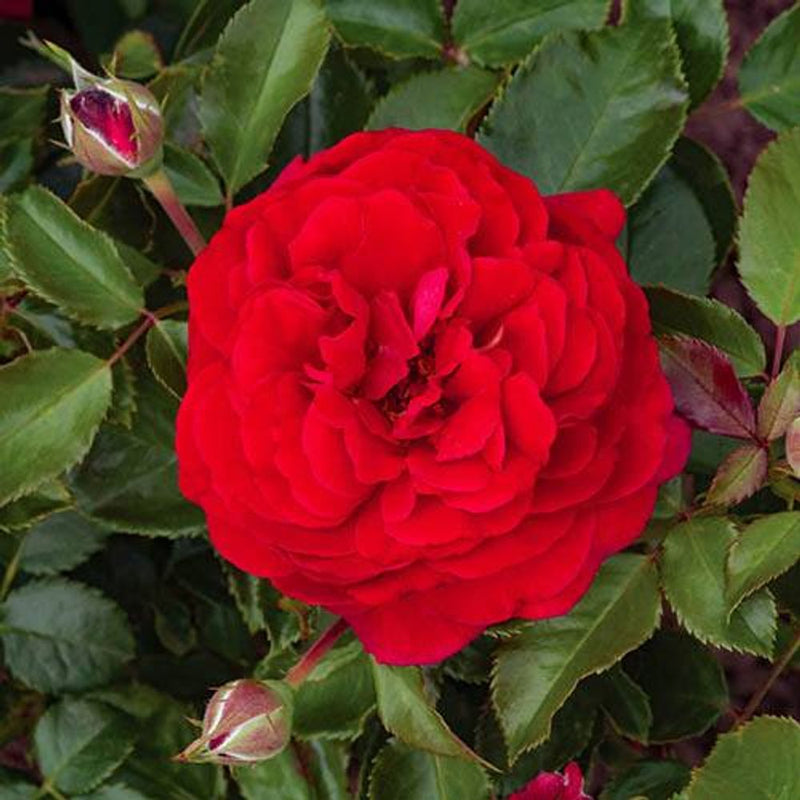 Old English Shrub Rose Collection x 5 Bare Root Bushes