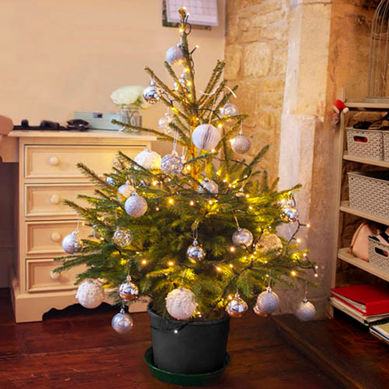 Pot-Grown Norway Spruce Christmas Tree