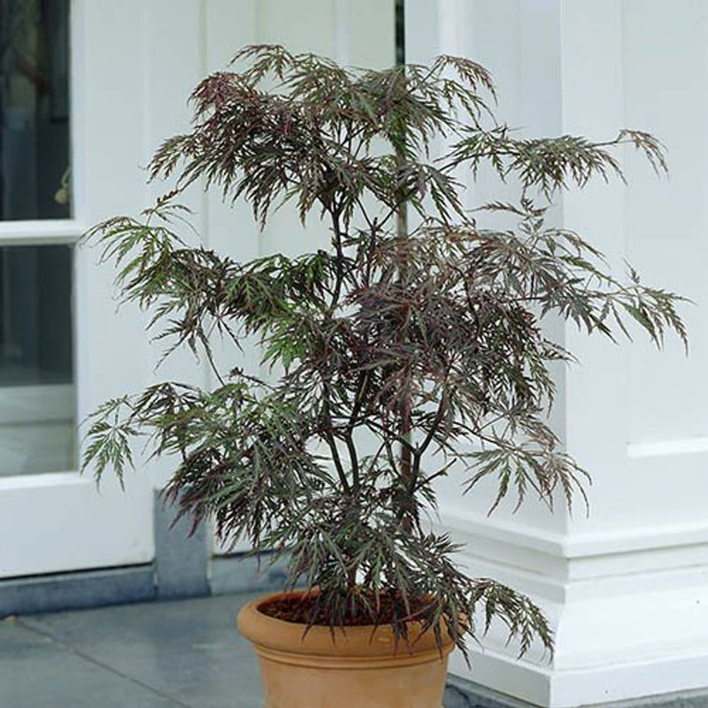 Acer Palmatum &