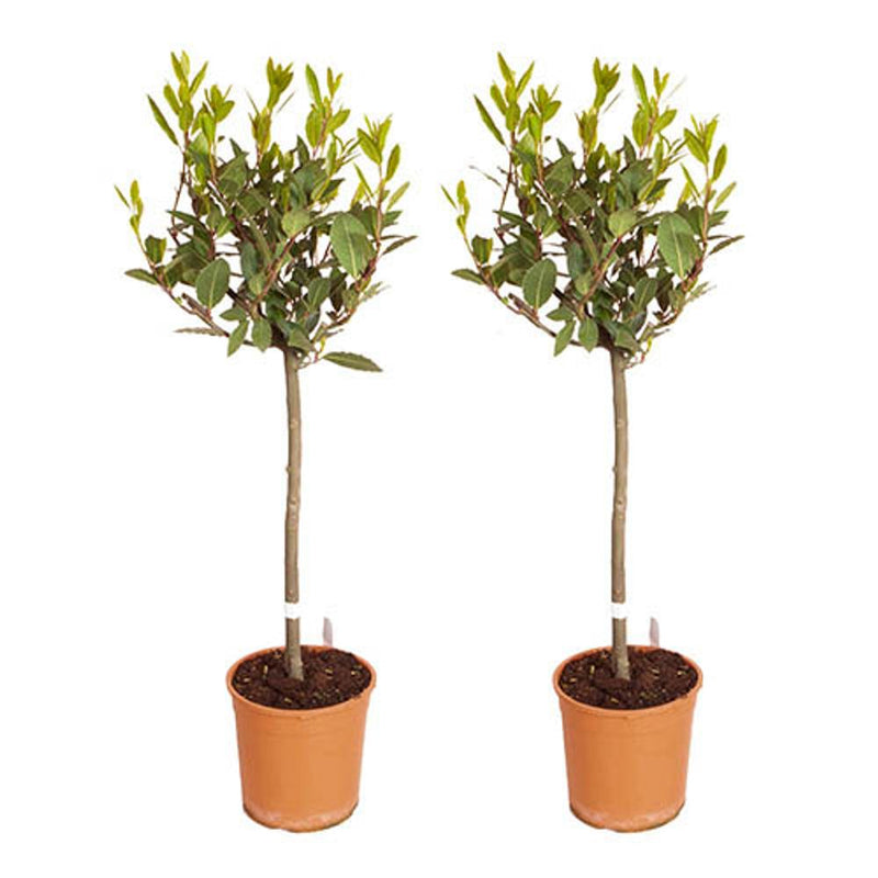 Pair of Standard Bay Trees 70-80cm tall