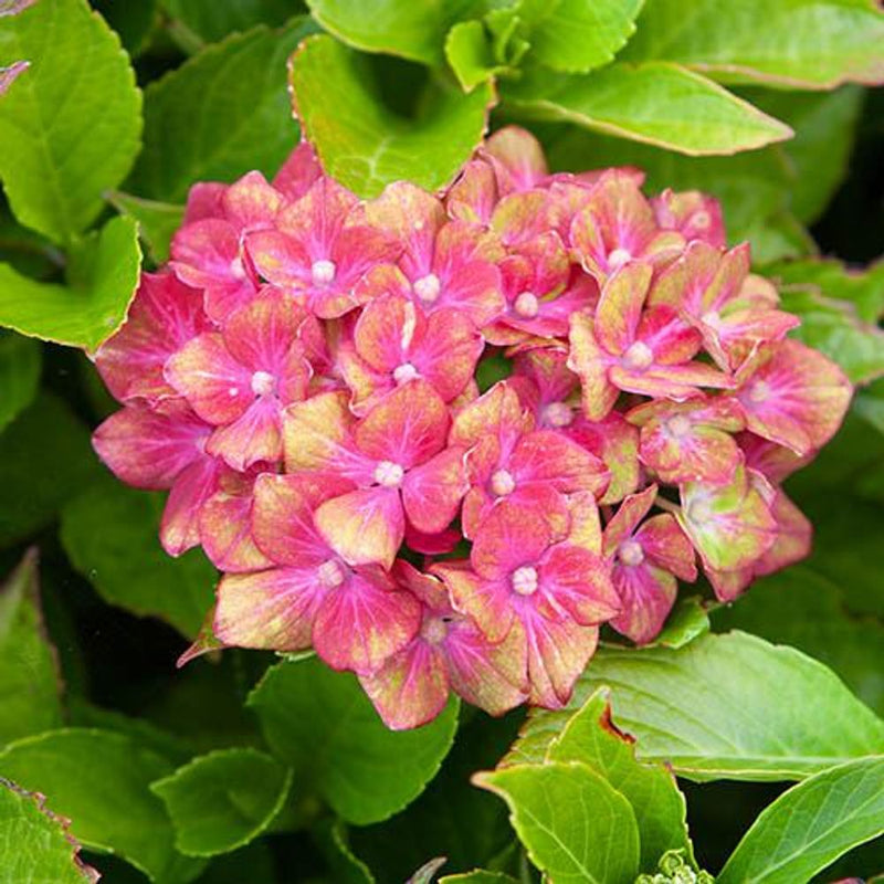 Pair of Hydrangea &