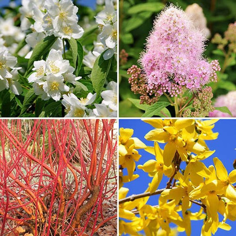 The Ultimate Winter Hardy Shrub Collection x 12 Plants