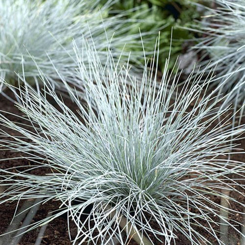 Colourful Ornamental Grasses x6 in 9cm Pots