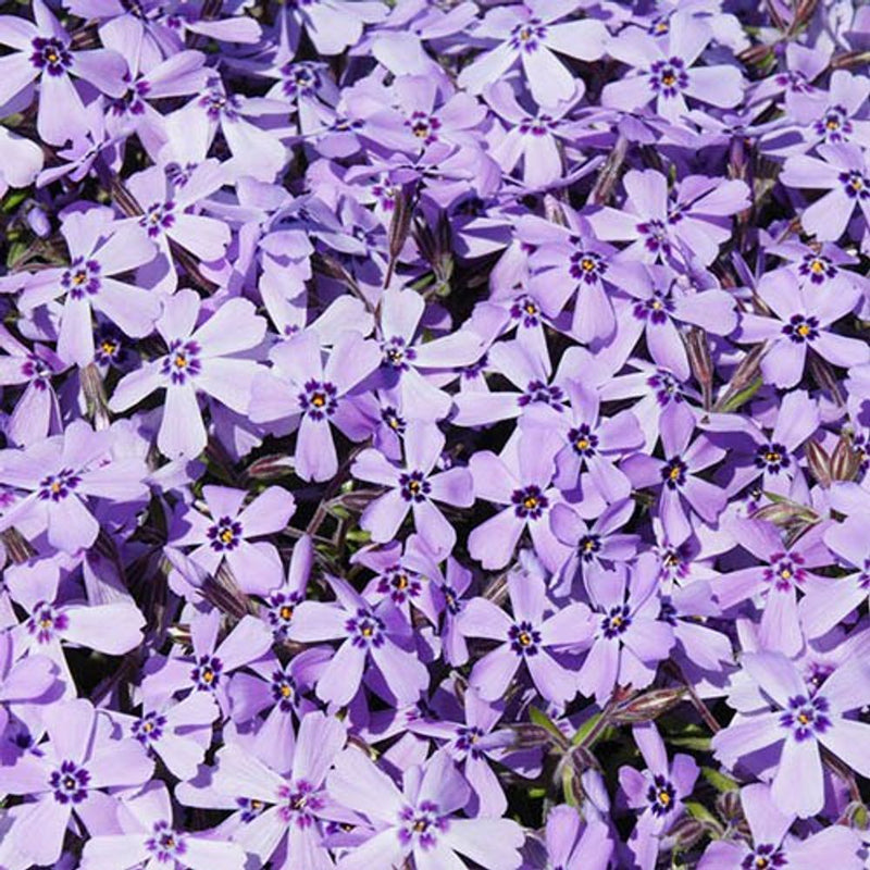 Creeping Phlox Subulata Collection x 12  Plug Plants