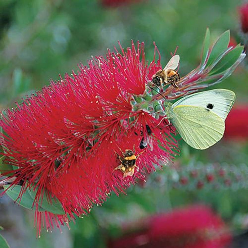 Bottlebrush Plant Callistemon Citrinus in 2.5L Pot