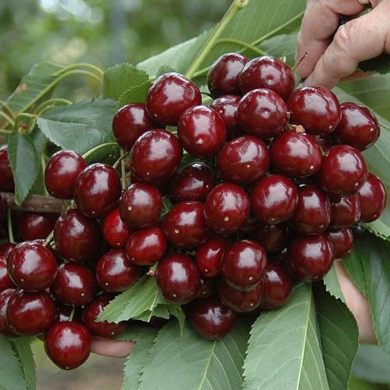 Cherry Bush &