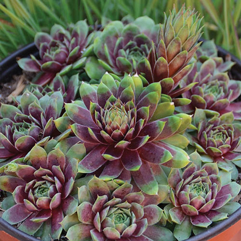 Sempervivum Collection Set of 12 Plug Plants