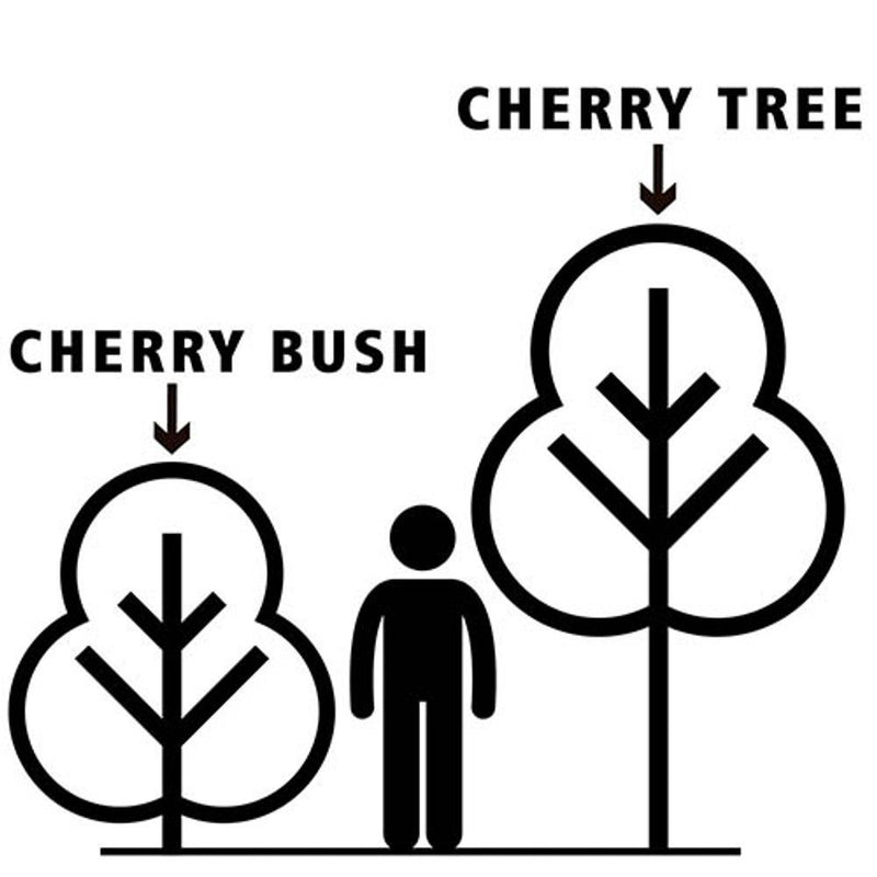 Cherry Bush &