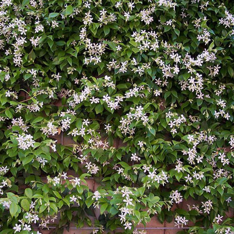 Trachelospermum jasmine
