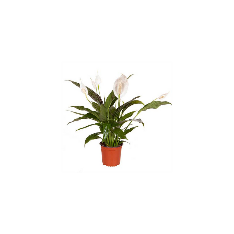 Peace Lily Spathiphyllum Sweet Silver - 13cm Pot