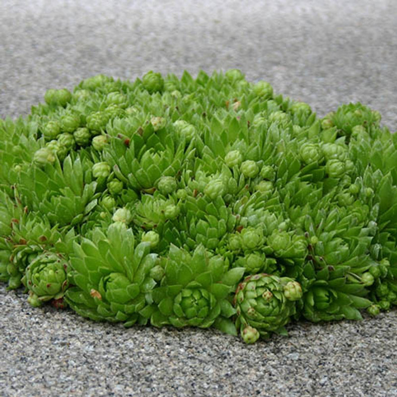 Sempervivum Collection Set of 12 Plug Plants