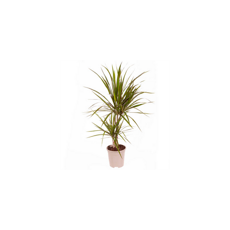 Dracaena Marginata 2 stem - 17cm pot