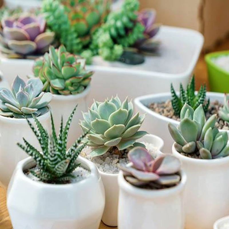 Indoor Succulent Mix - 6 Plants in 5.5cm Pots