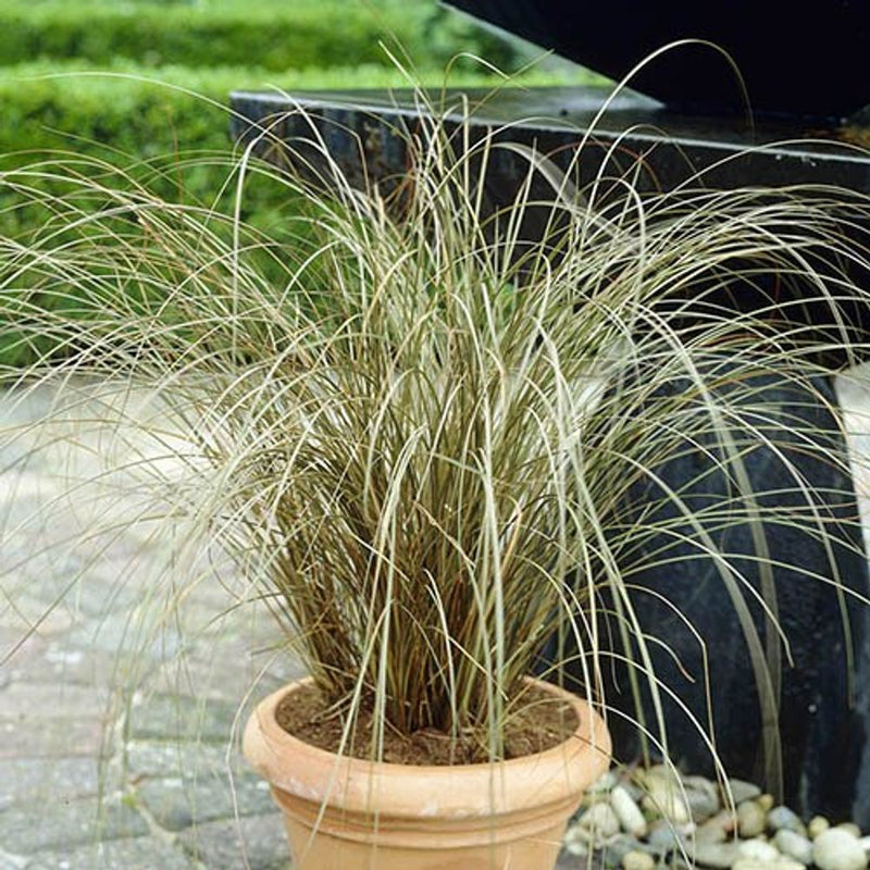 Colourful Ornamental Grasses x6 in 9cm Pots