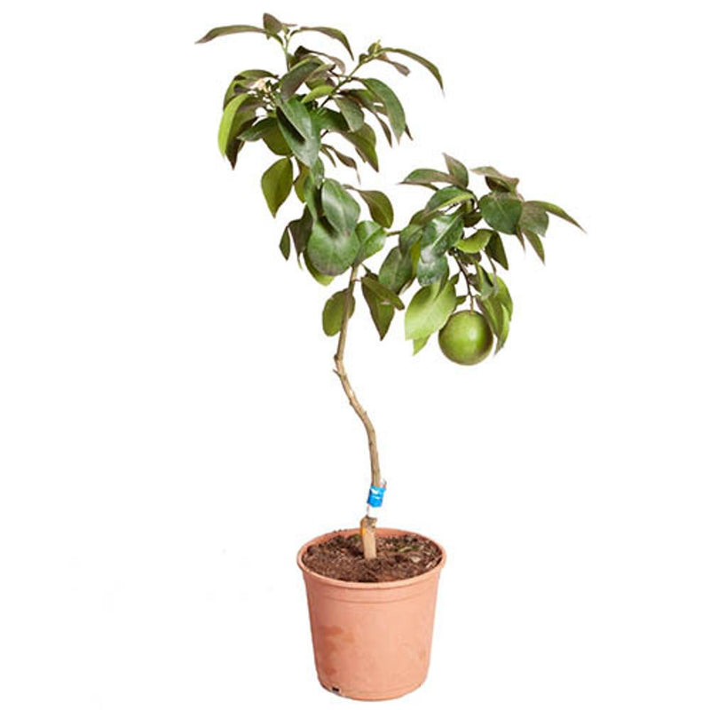 Citrus Grapefruit Tree in 6L Pot