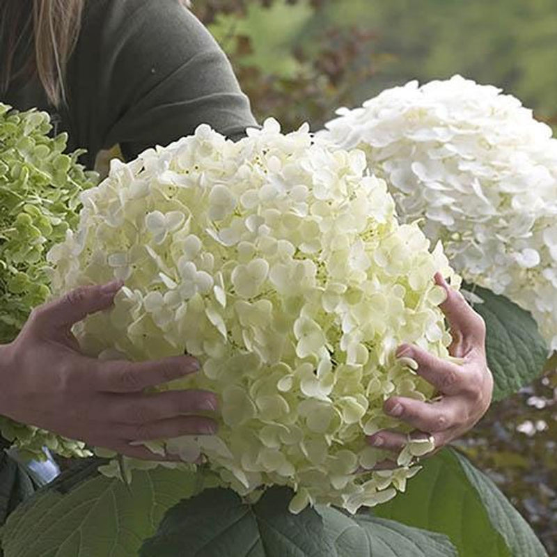 Hydrangea &