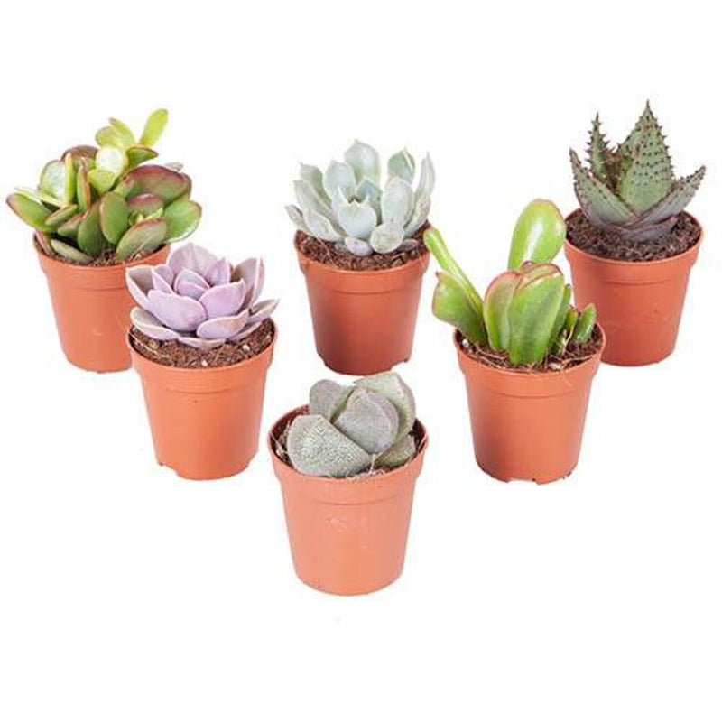Indoor Succulent Mix - 6 Plants in 5.5cm Pots