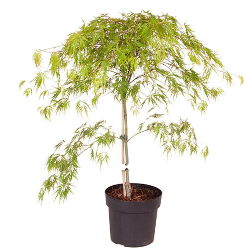 Acer Palmatum &