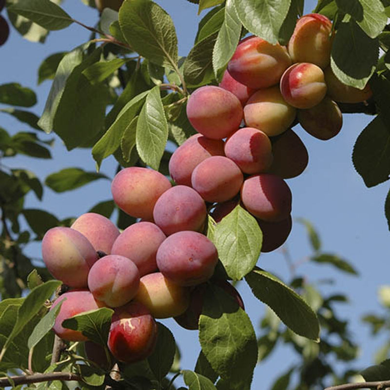 Plum &