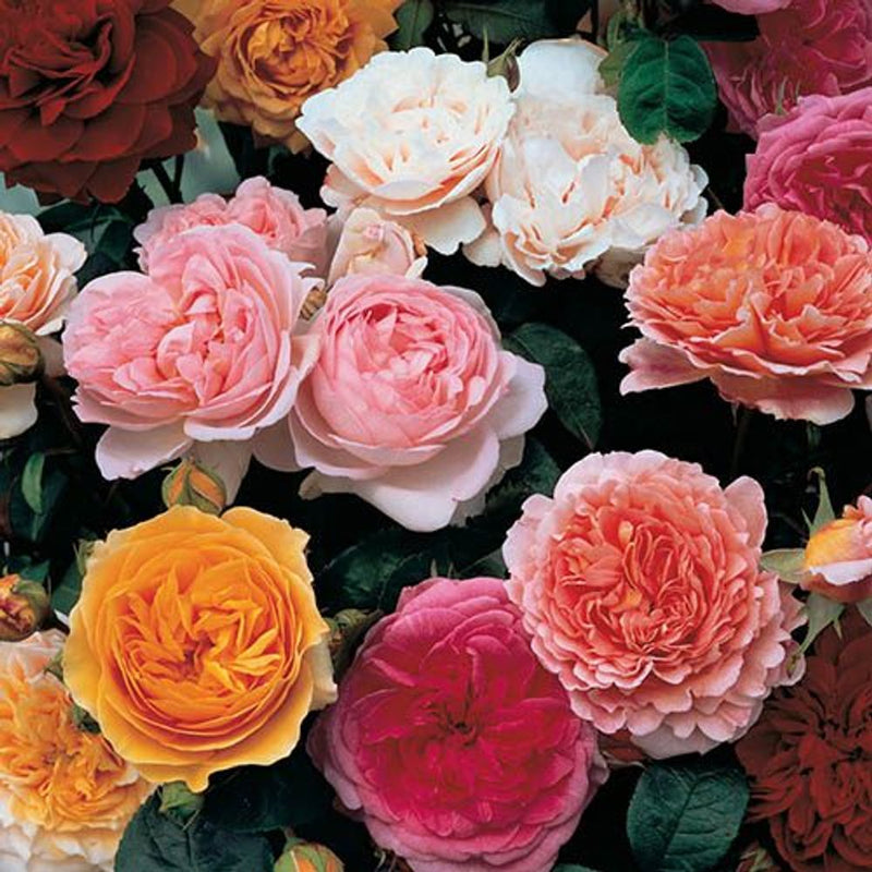 Old English Shrub Rose Collection x 5 Bare Root Bushes