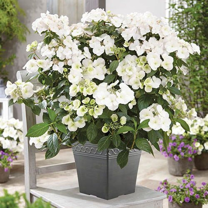 Hydrangea &