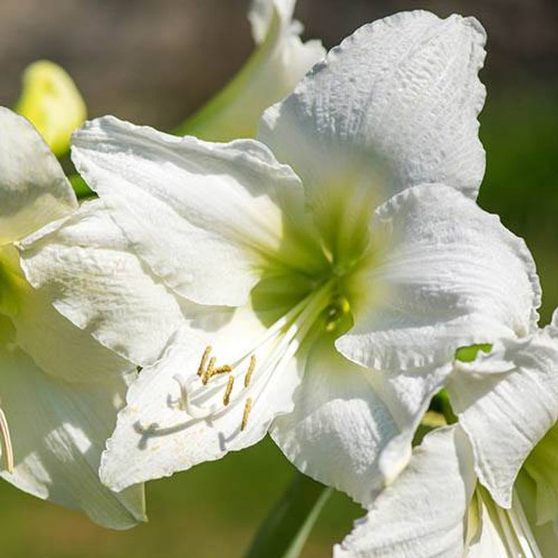 White Amaryllis Large Gift Pack - Snow Queen